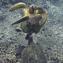 Turtle Love Triangle